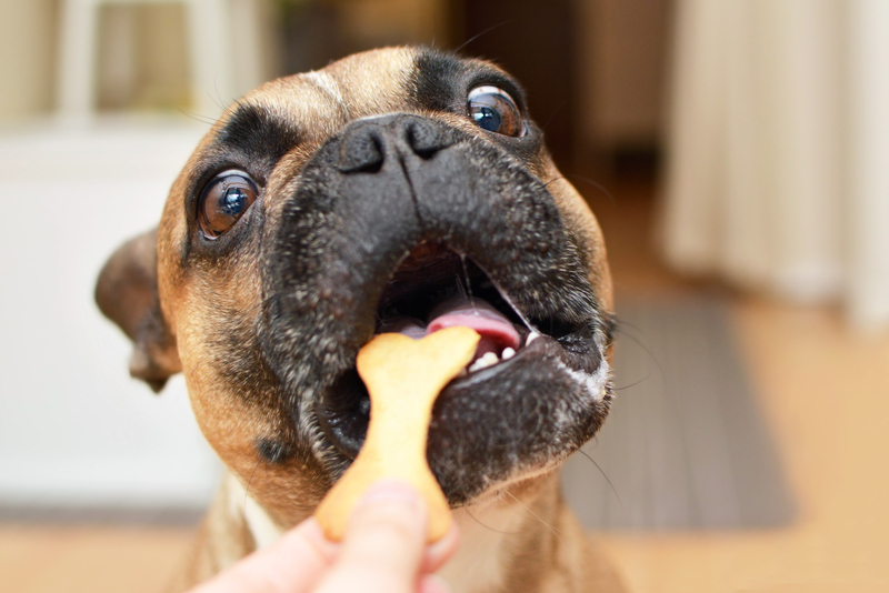 Types of Treats Best for Dogs